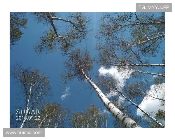 东方之韵，虎踞龙盘：探寻“东方老虎”的传奇与魅力